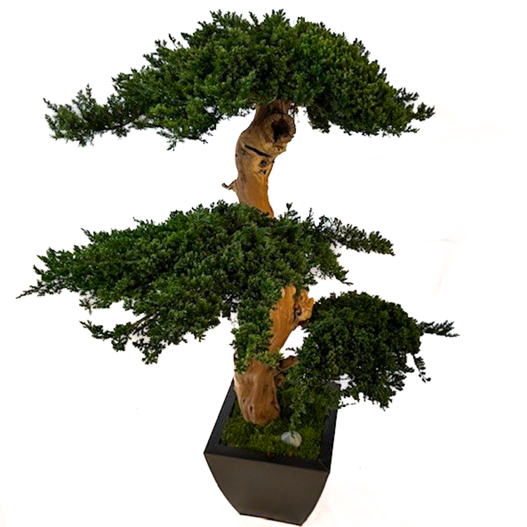 Senshi Bonsai - 36" and 48" Tall Preserved Bonsai