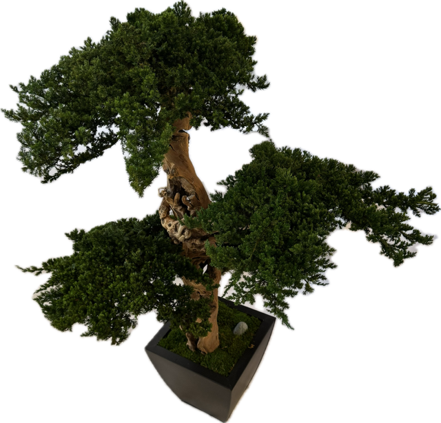 Senshi Bonsai - 36" and 48" Tall Preserved Bonsai - Image 3