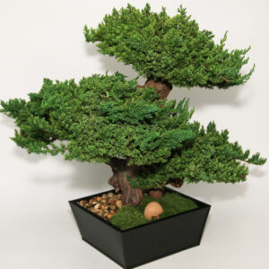 20" Monterey Bonsai