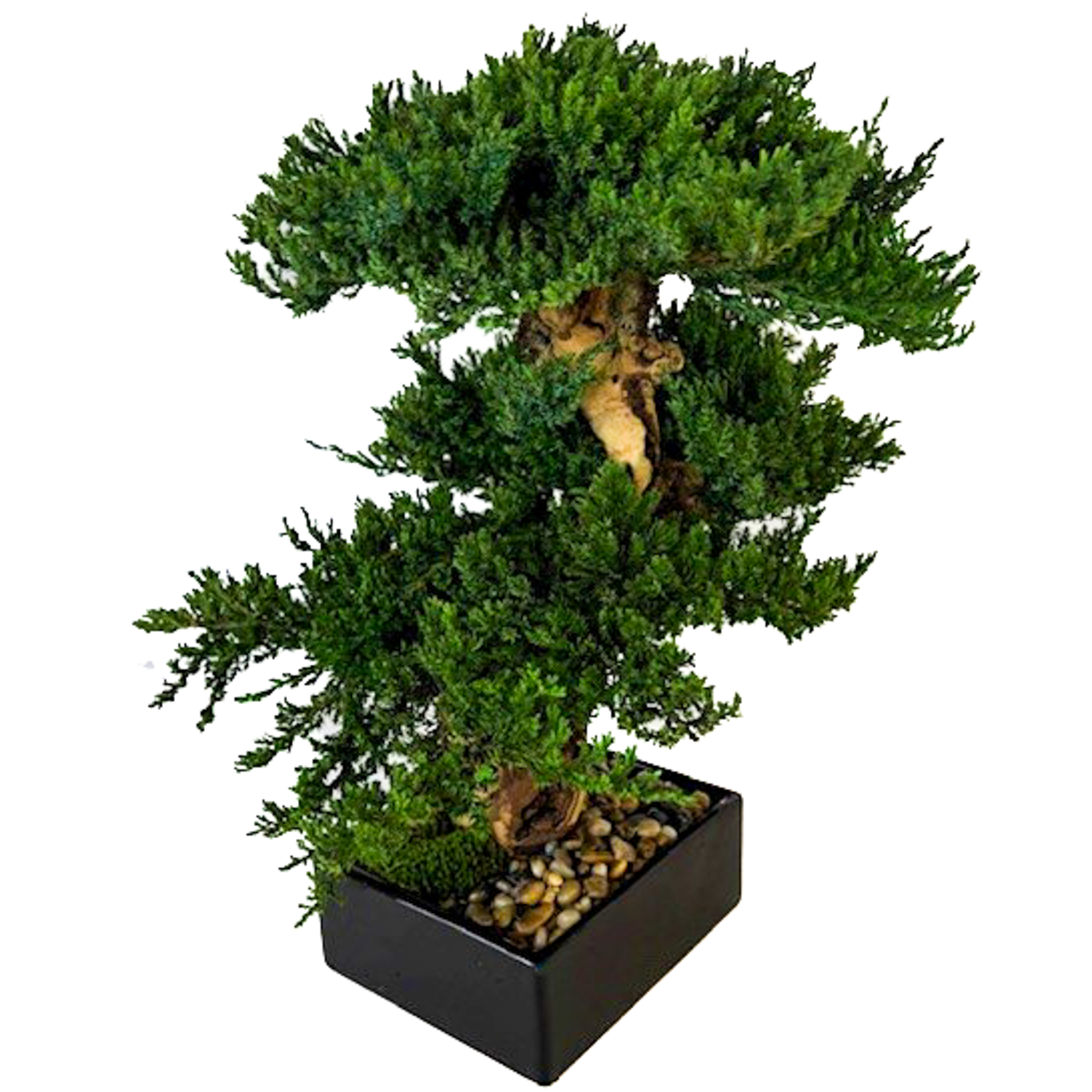 Preserved Triple Monterey Bonsai - Image 2