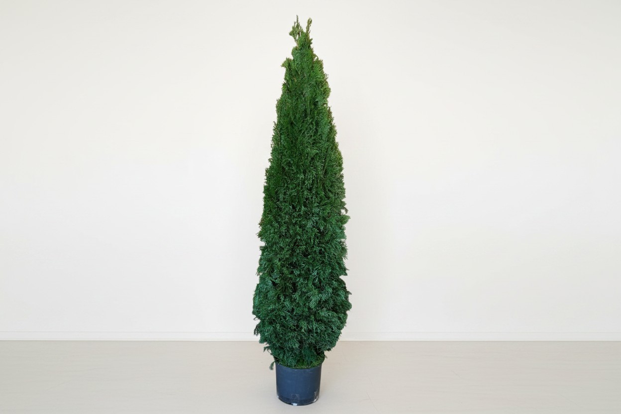 Preserved Emerald Green Arborvitae - 20" to 84" Tall - Image 4