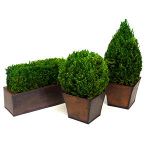 Preserved Tabletop Topiary Collection - Globe, Cone & Hedge