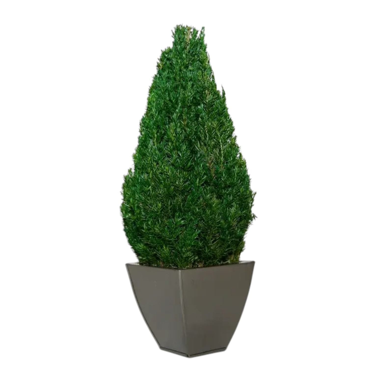 Preserved Tabletop Topiary Collection - Globe, Cone & Hedge - Image 7