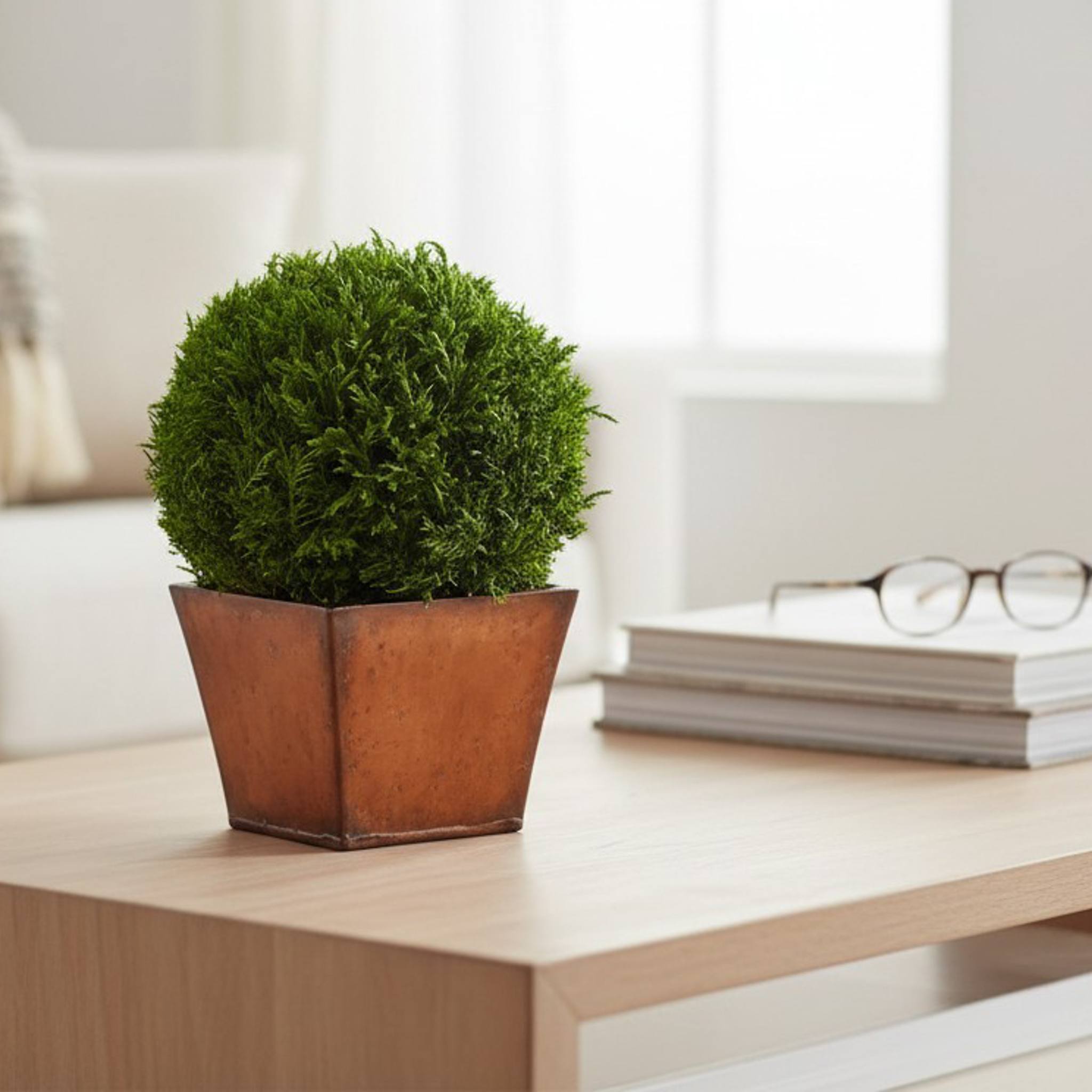 Preserved Tabletop Topiary Collection - Globe, Cone & Hedge - Image 8