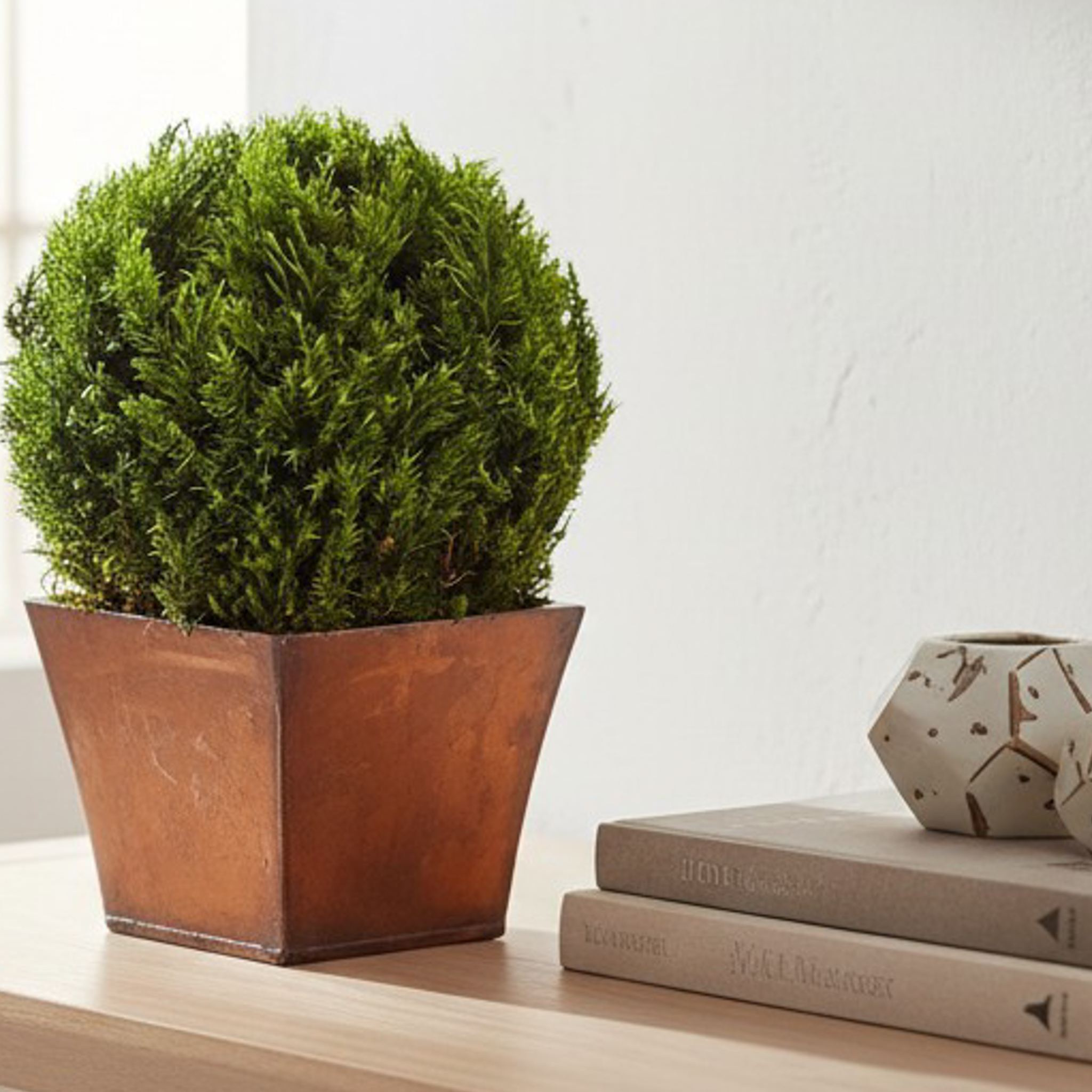 Preserved Tabletop Topiary Collection - Globe, Cone & Hedge - Image 9