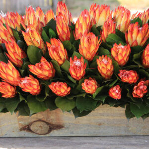 36" Protea Centerpiece