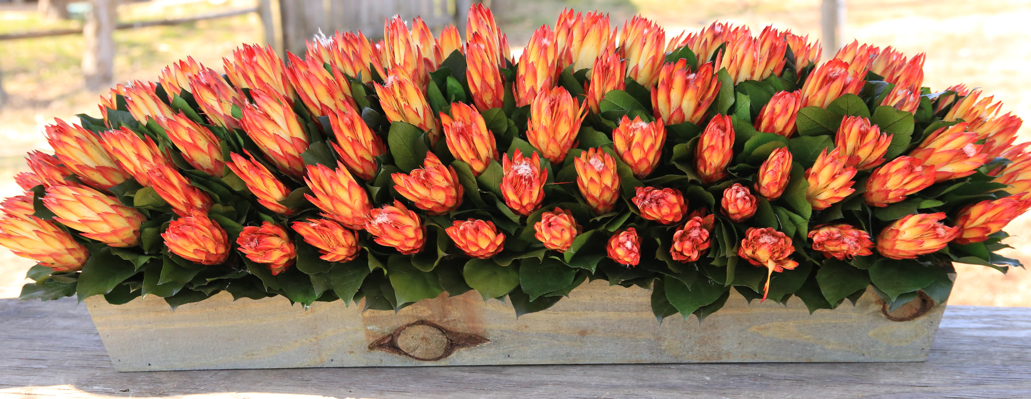36" Protea Centerpiece
