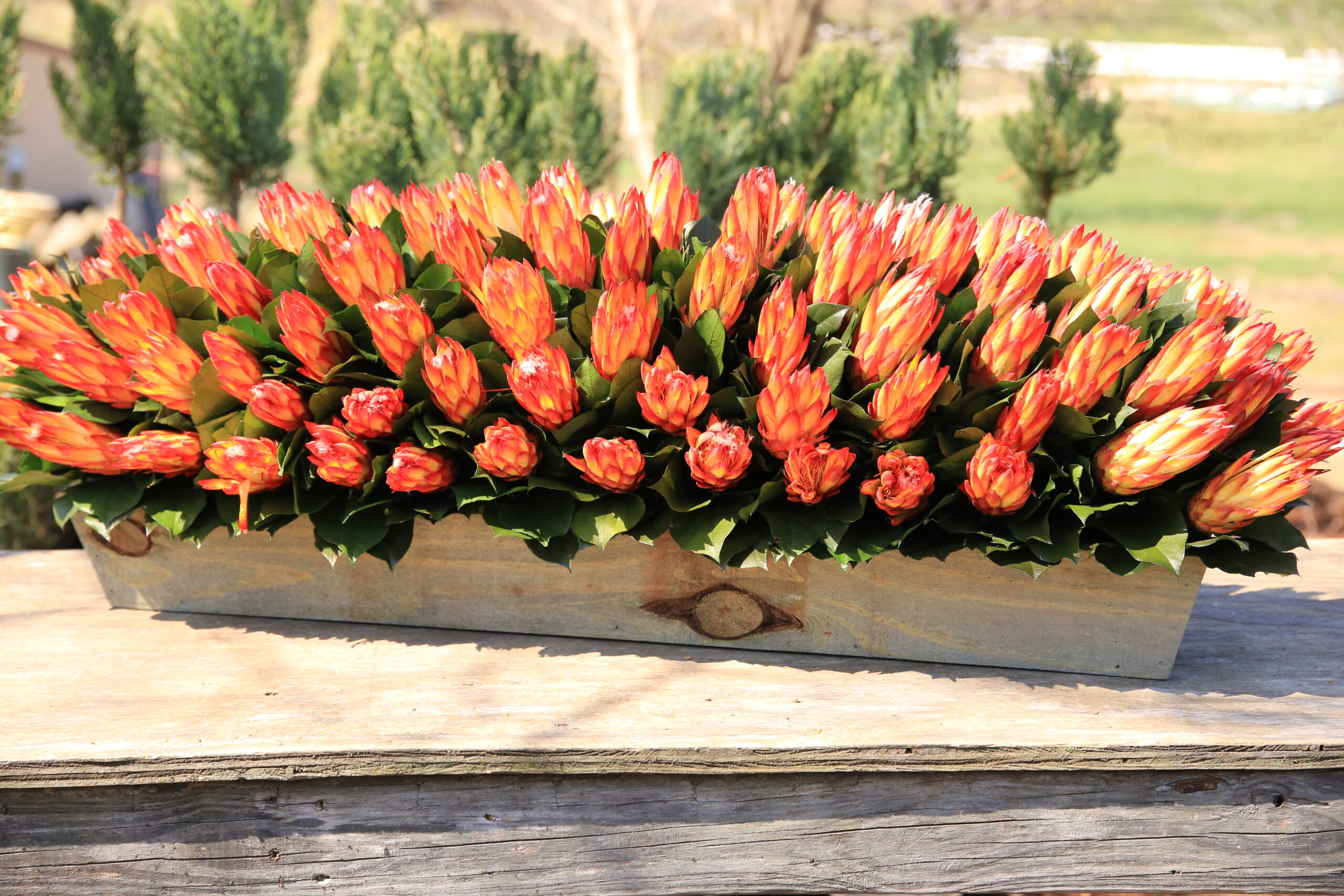 36" Protea Centerpiece - Image 2