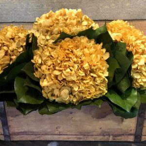 Four Bloom Hydrangea