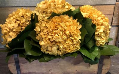 Four Bloom Hydrangea