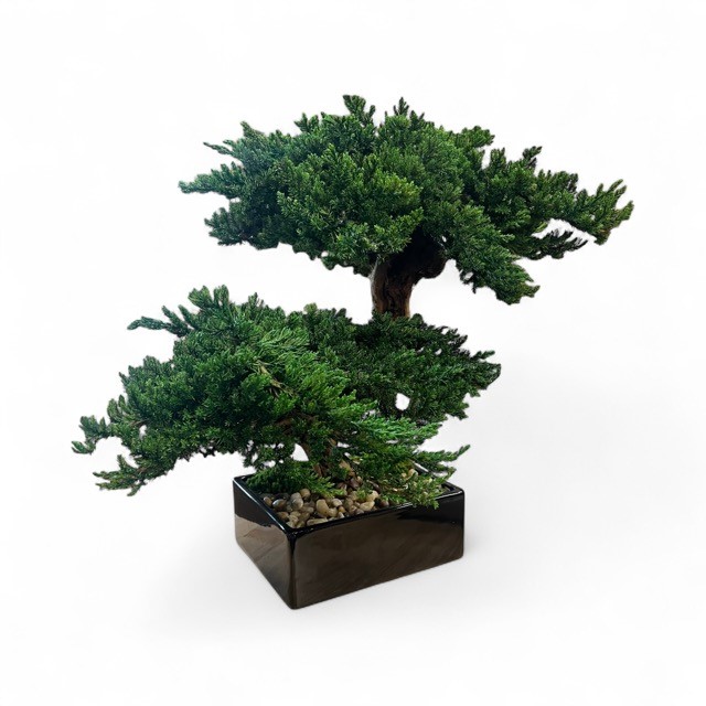 Double Monterey Bonsai - Image 2