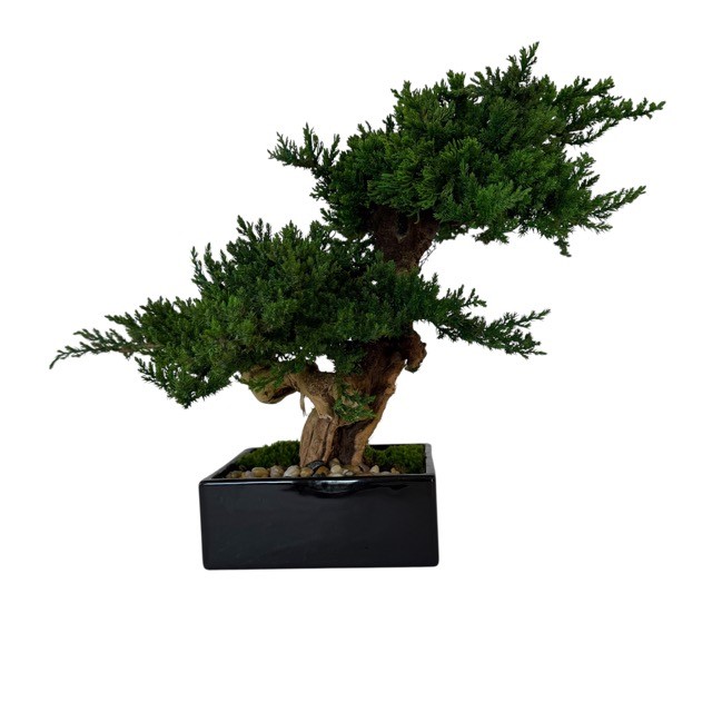Double Monterey Bonsai - Image 3
