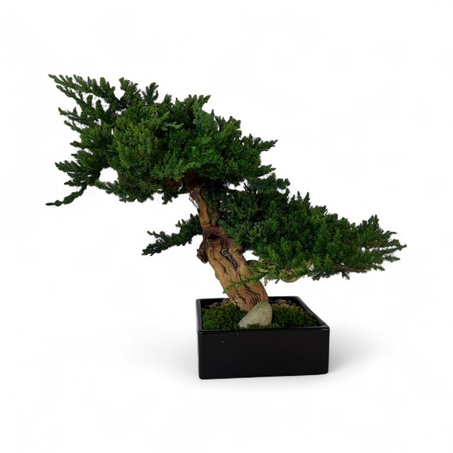 Double Monterey Bonsai - Image 4