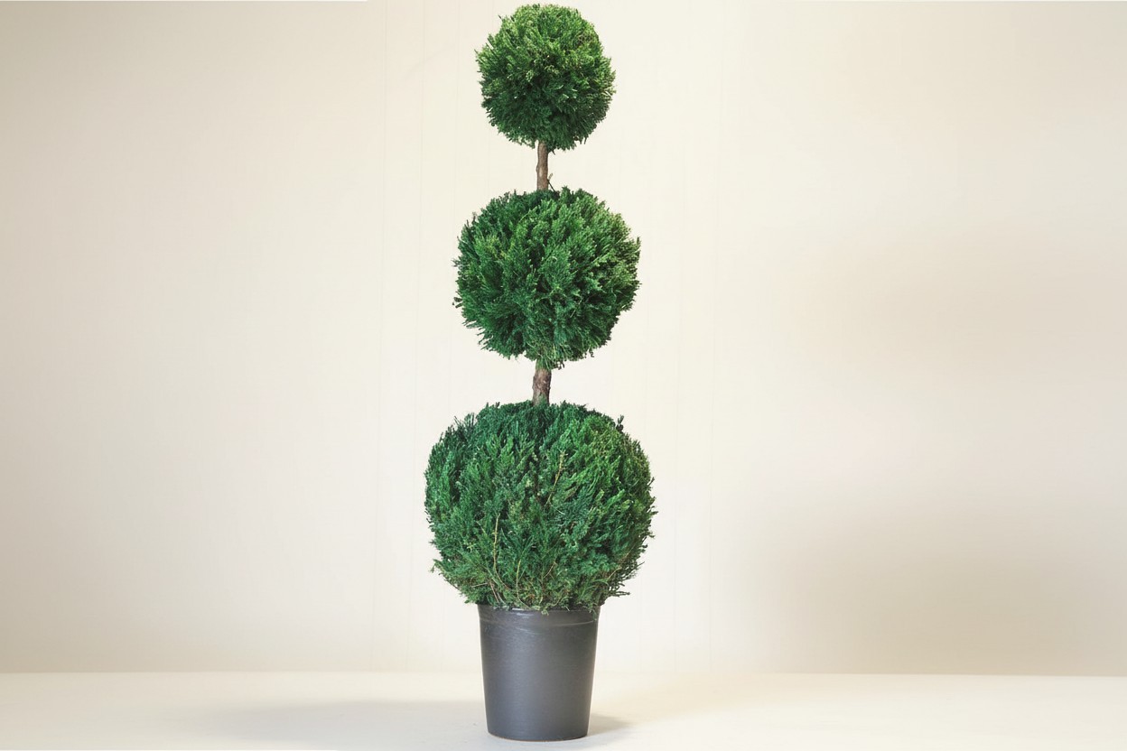 Preserved Ball Topiary Collection - Image 6