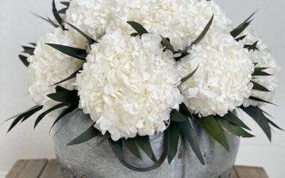 Hydrangea Galore