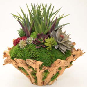 Branchy Succulent Bowl