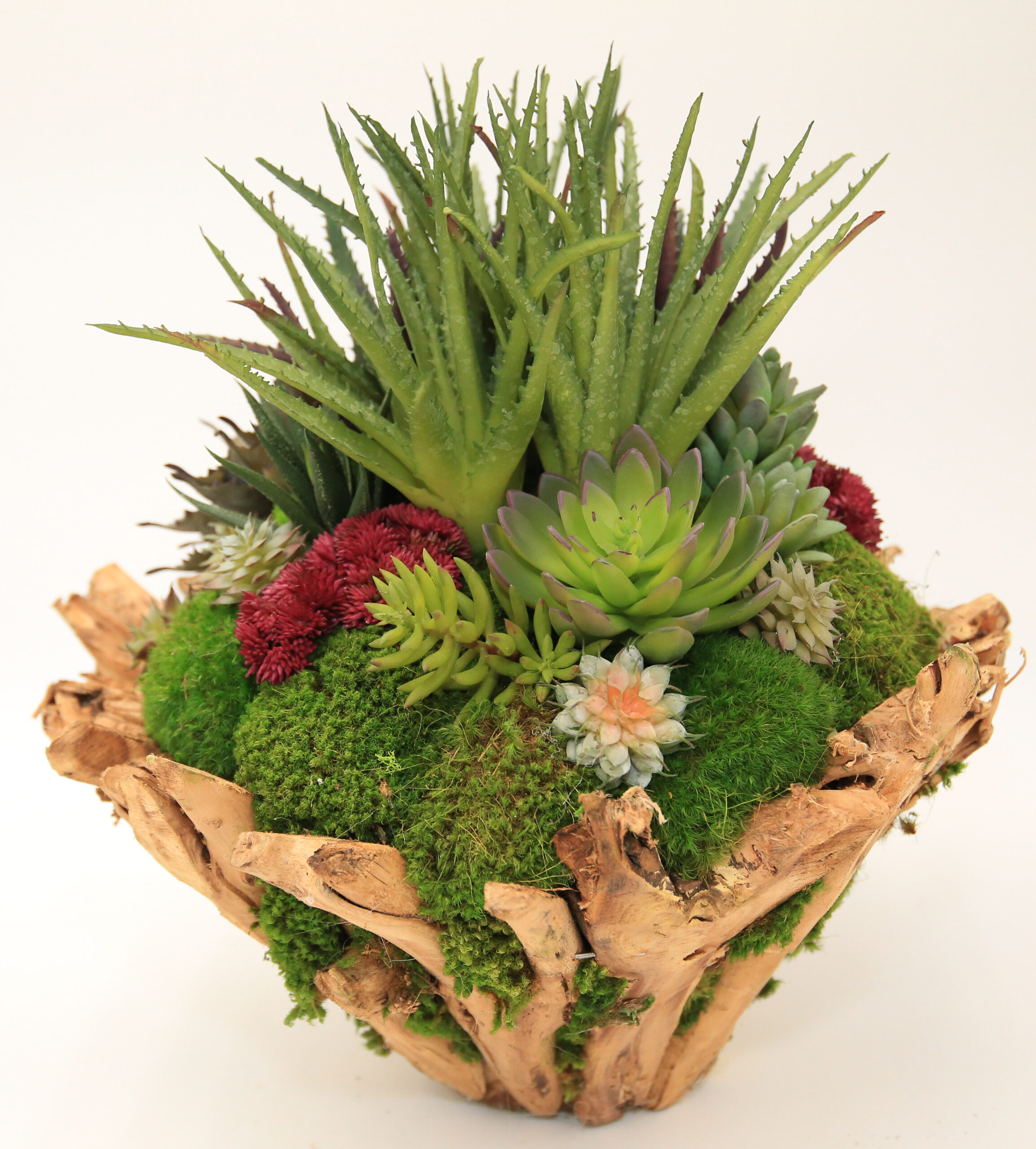 Branchy Succulent Bowl - Image 2