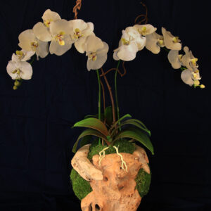 Double Orchid in a Hand Crafted Wooden Sphere