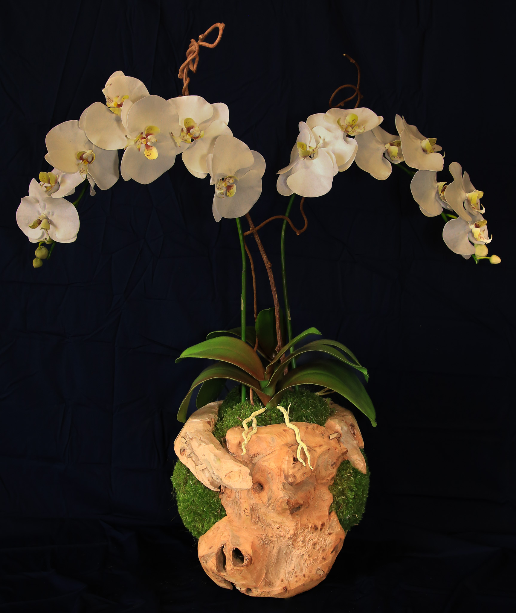 Double Orchid in a Hand Crafted Wooden Sphere