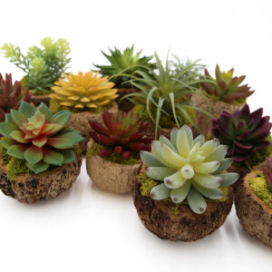Mayan Coconuts (set of 8)