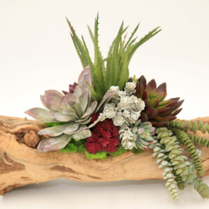 Variety Blend Succulent Log