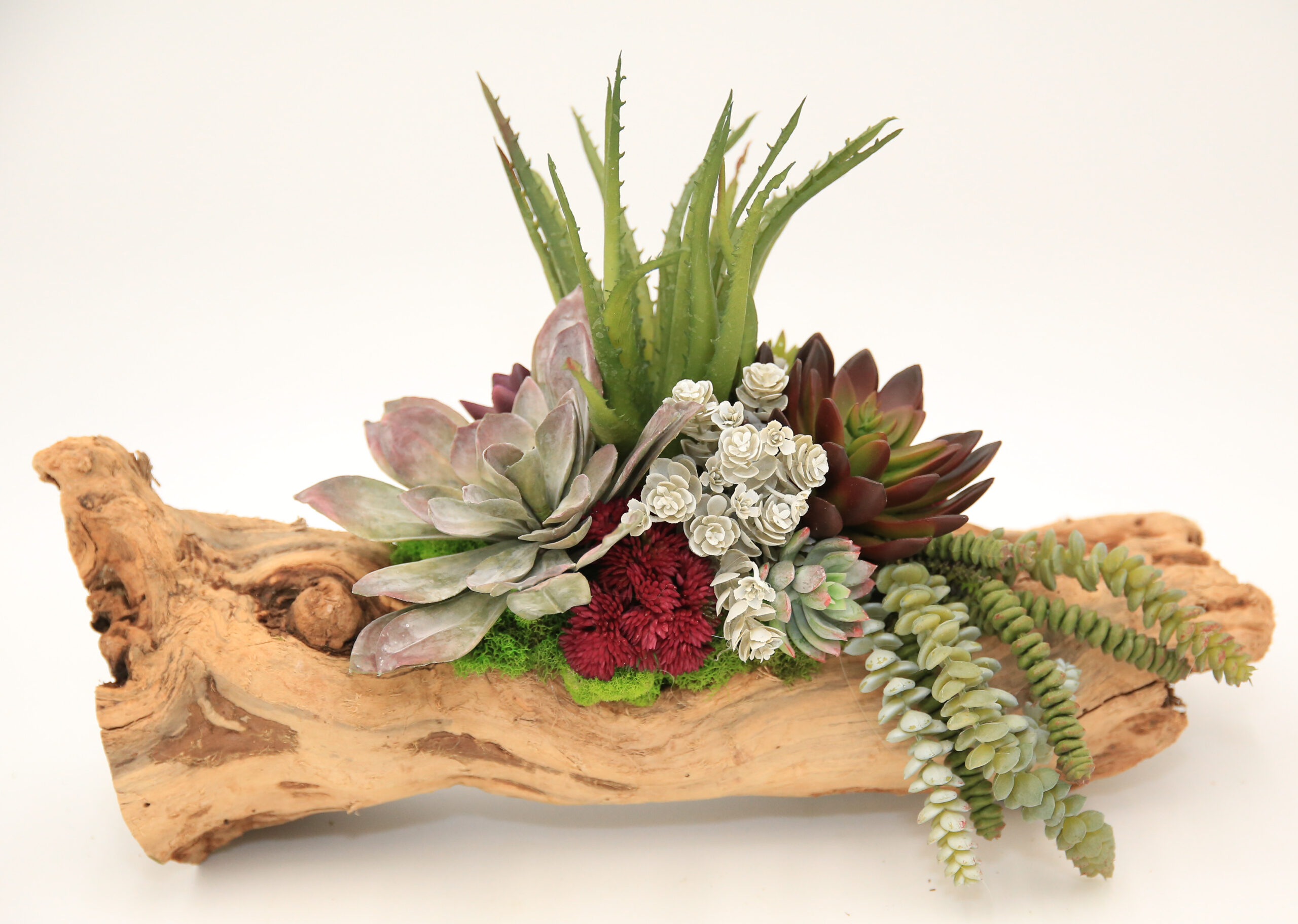 Variety Blend Succulent Log