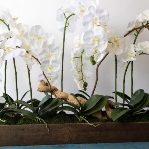 7 Bloom Orchid