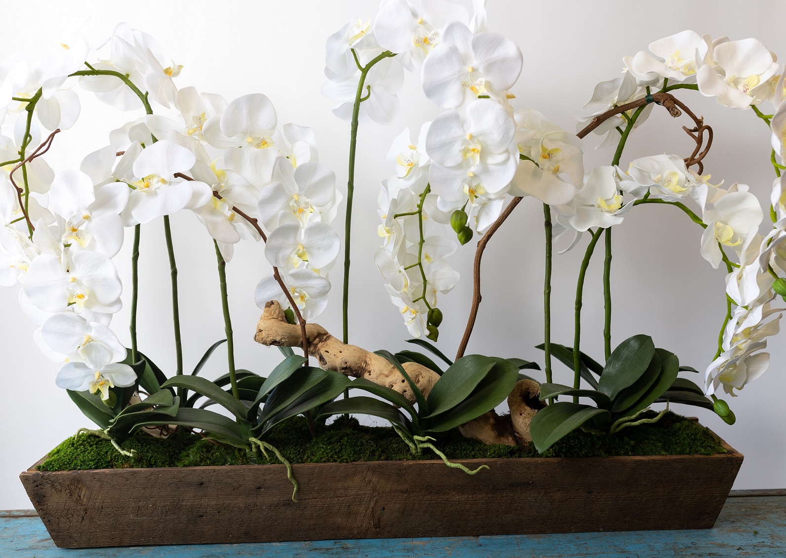 7 Bloom Orchid