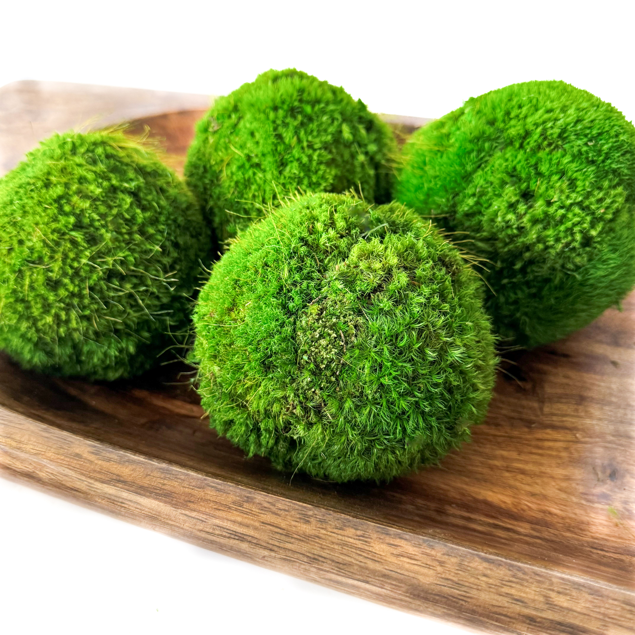 Preserved Moss Balls (4", 5" & 6") - Image 3
