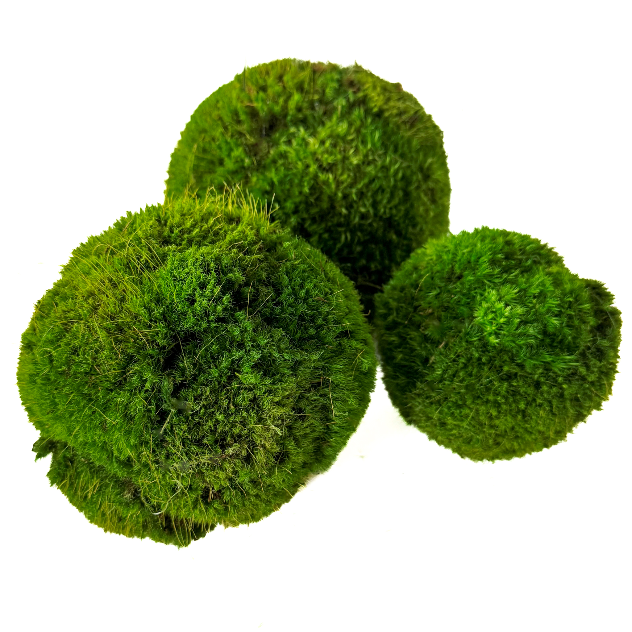 Preserved Moss Balls (4", 5" & 6") - Image 6
