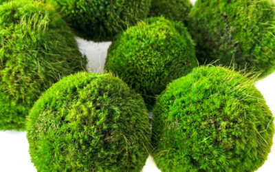 Preserved Moss Balls (4″, 5″ & 6″)