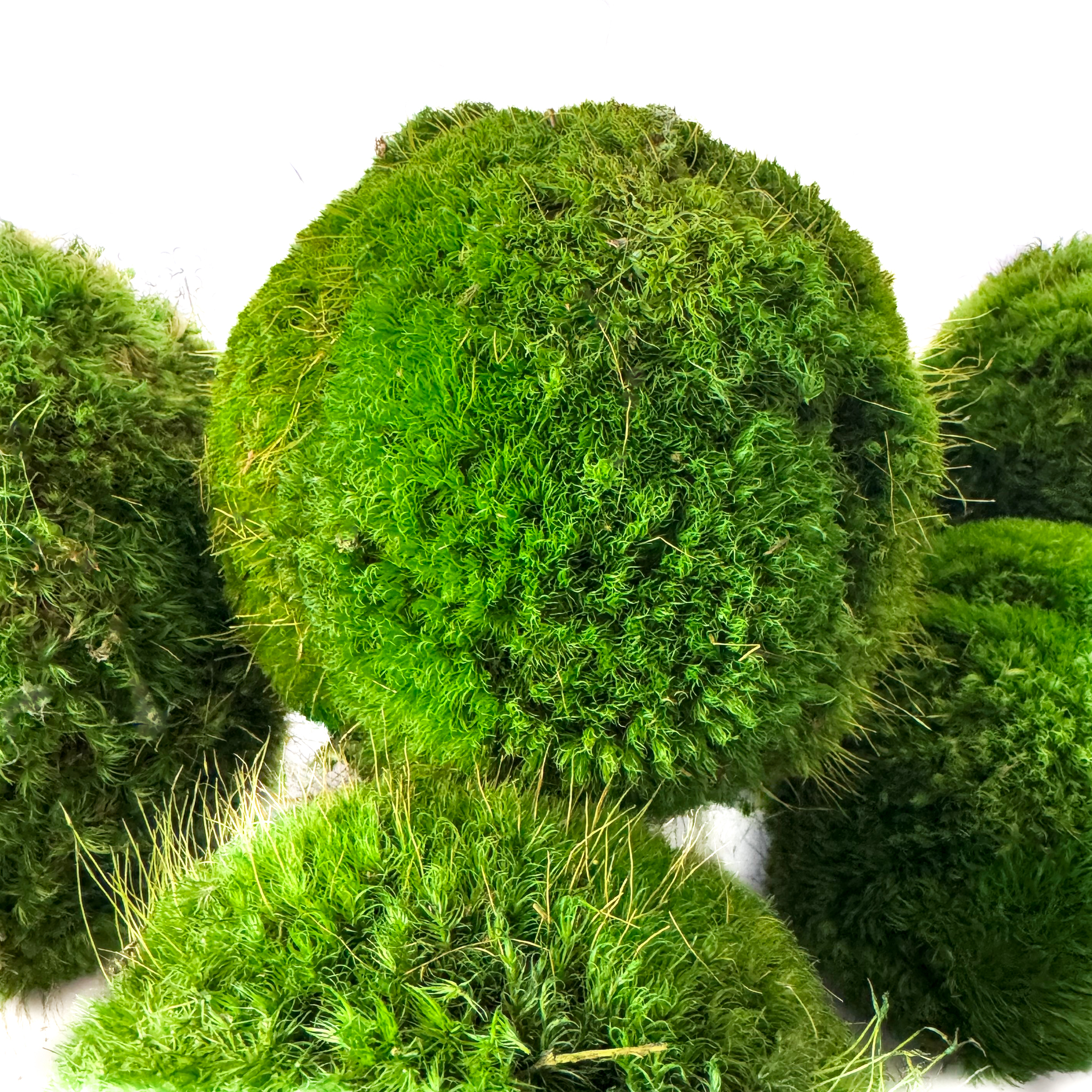 Preserved Moss Balls (4", 5" & 6") - Image 5