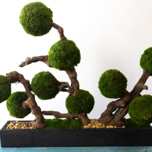 Moss Ball Hedge