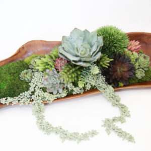 Succulent Teak Wood Tray