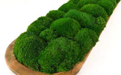 Preserved Mood Moss in Large Carved Bowl