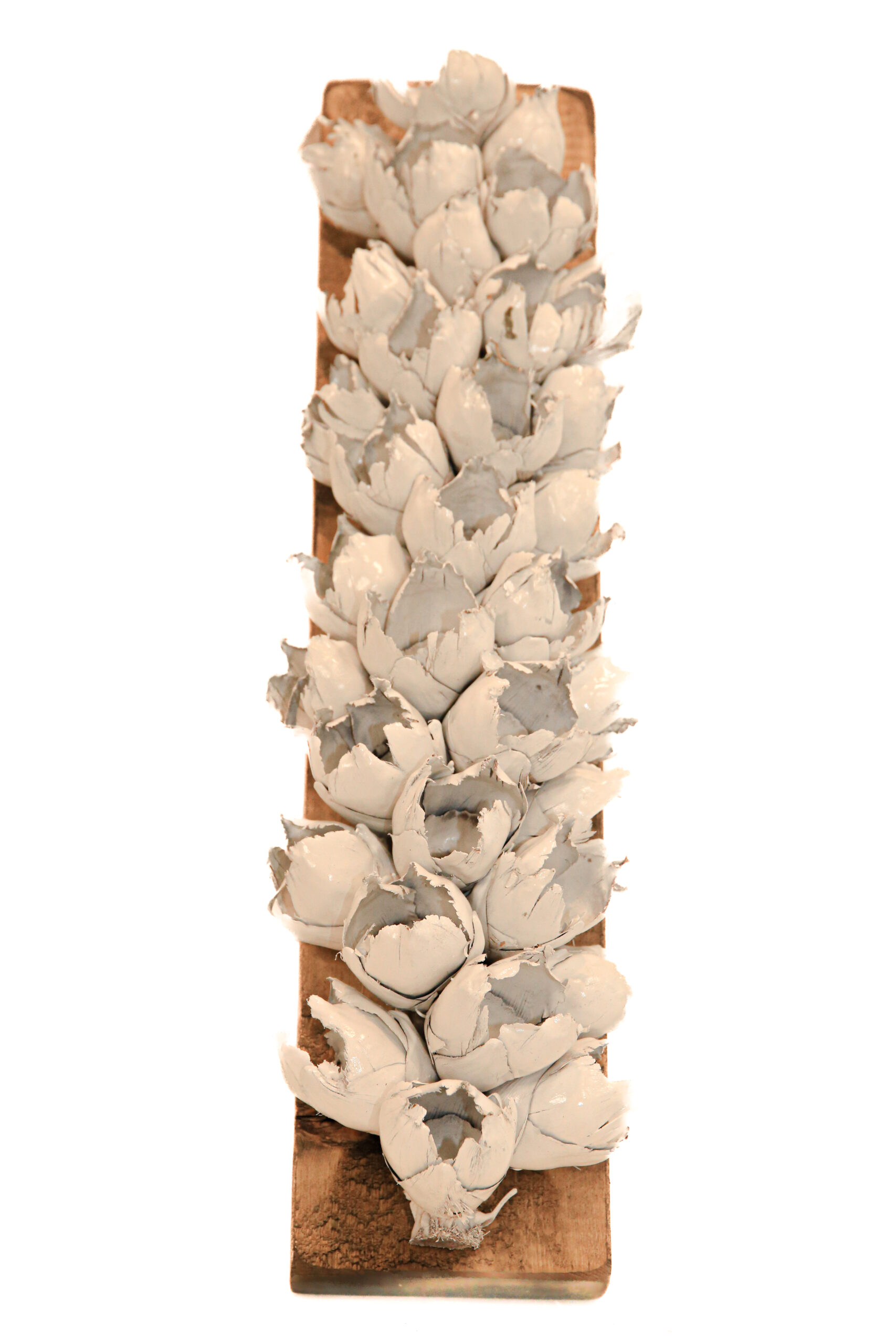 Seed Pod Medium - Image 4