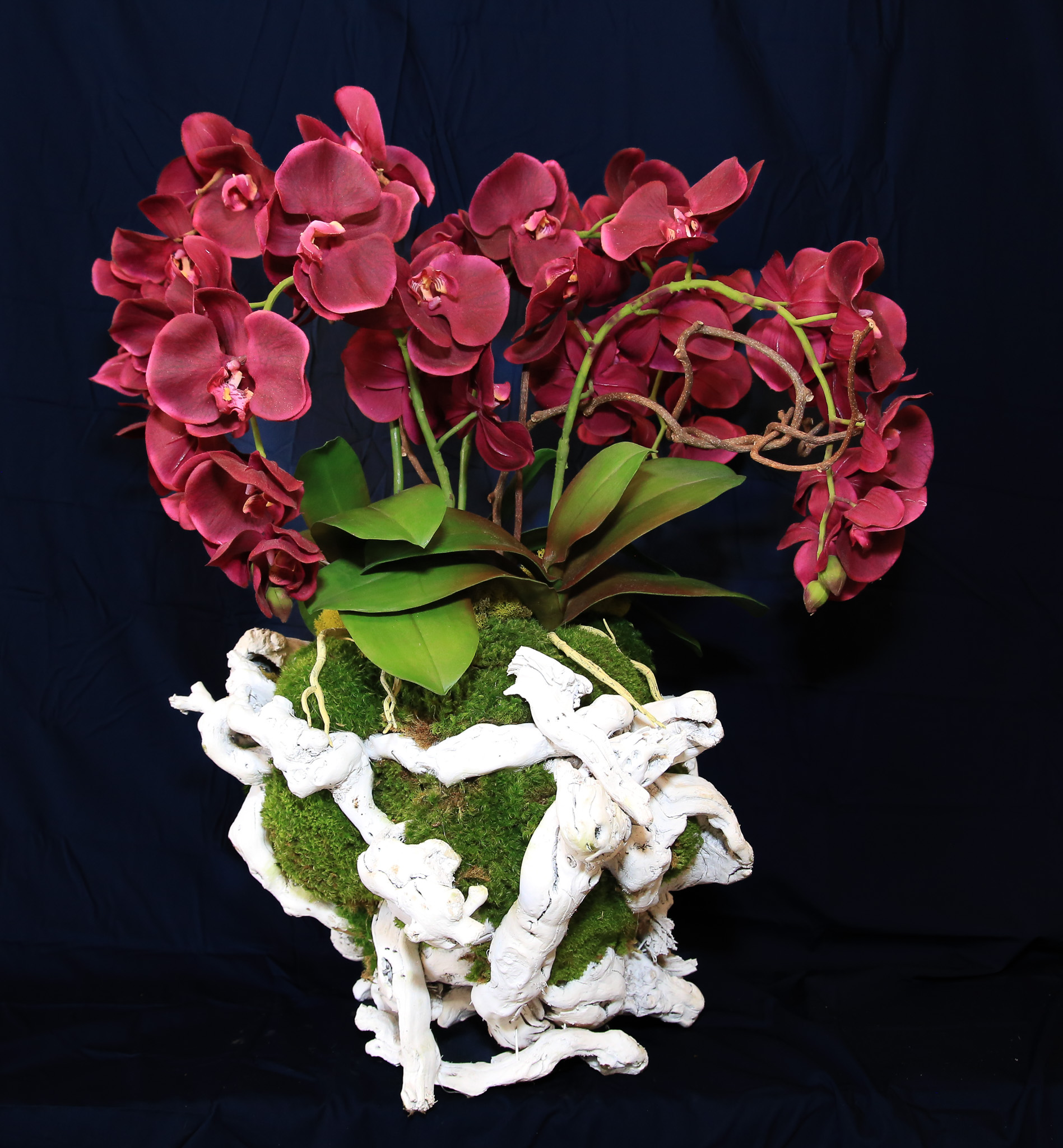 Grape Vine Orchids (Md, Large & X-Large) - Image 5