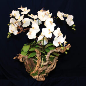 Grape Vine Orchids (Md, Large & X-Large)