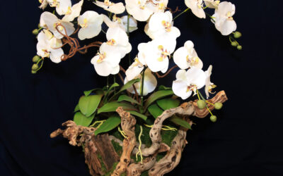 Grape Vine Orchids (Md, Large & X-Large)