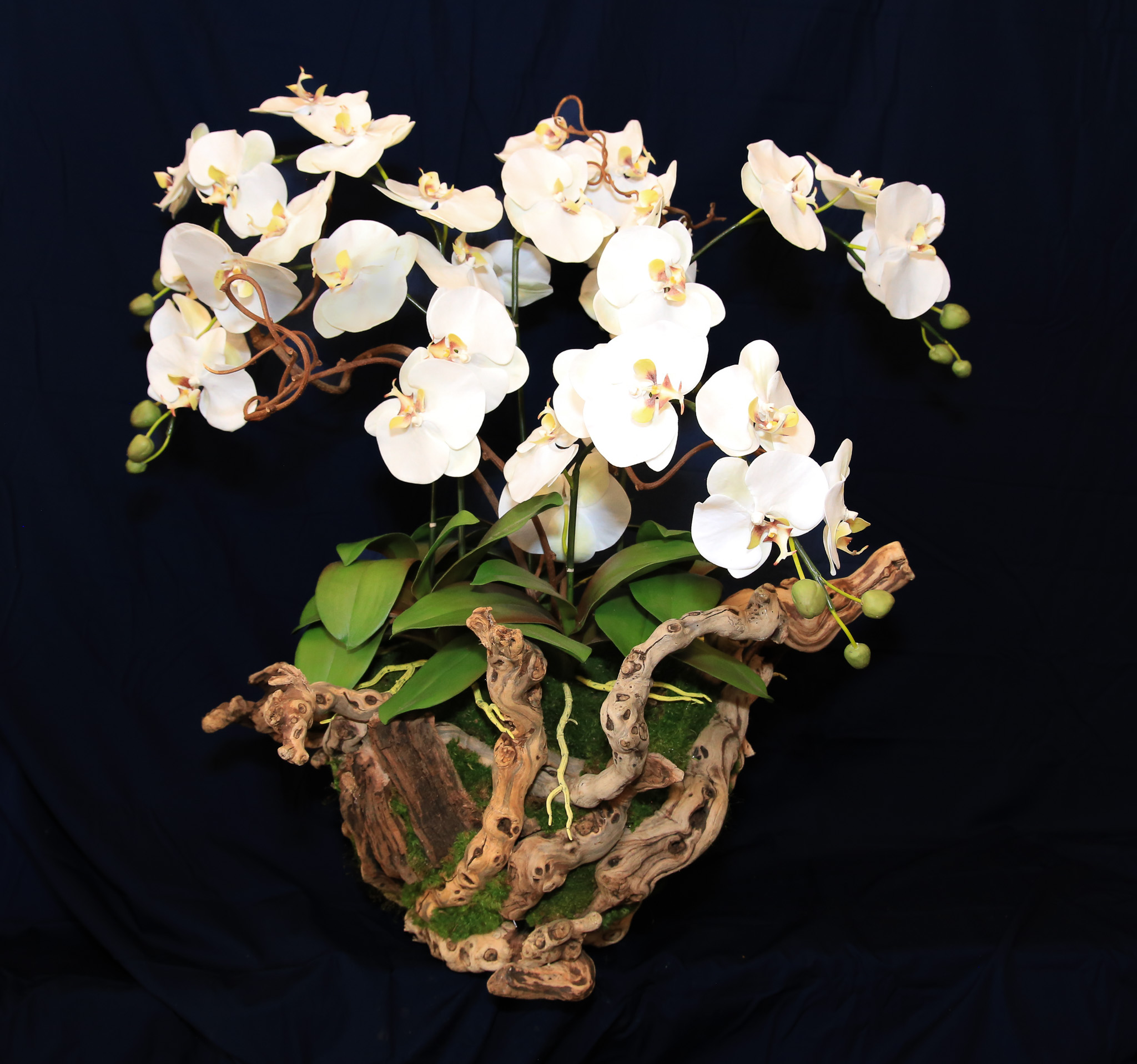 Grape Vine Orchids (Md, Large & X-Large)