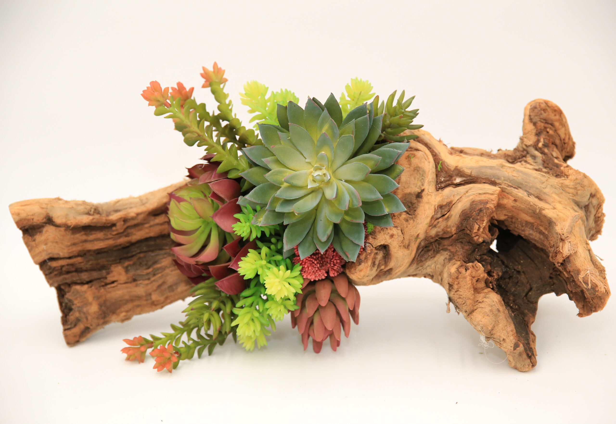 Cacti Succulent Log - Image 2