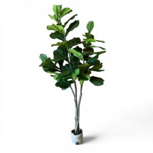 Six Foot Fiddle Leaf Tree
