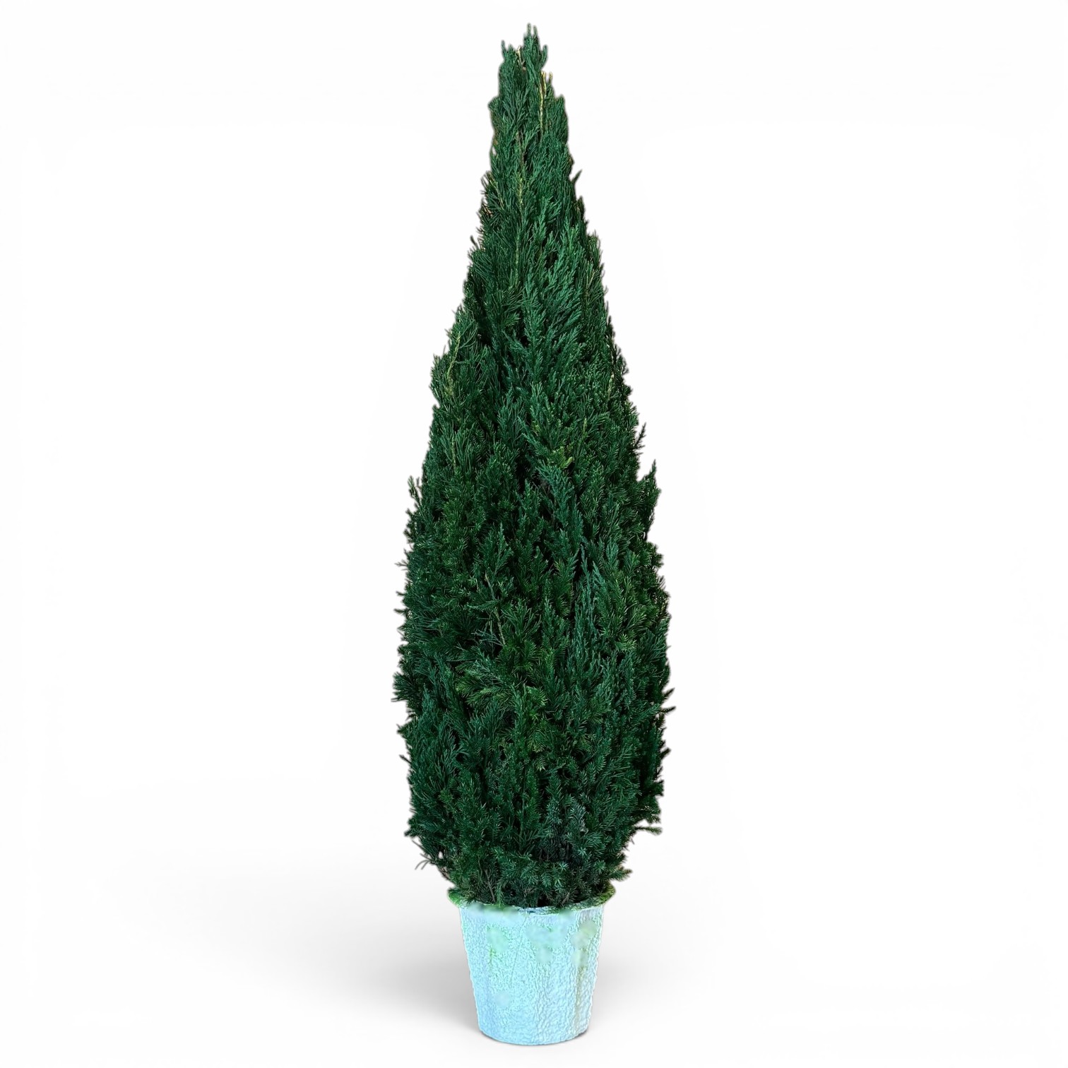 Preserved Cone Topiary 20-120" - Image 2