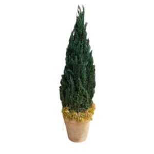 Preserved Juniper Natural Tree 20"-84"