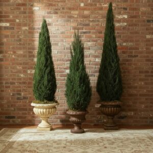 Preserved Cone Topiary 20-120"