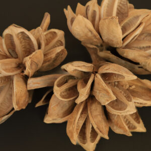 Starpod (Natural and Bleached)