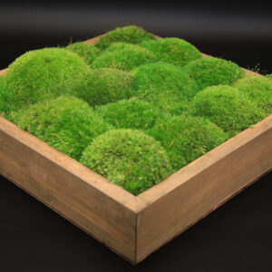 Moss Wall Art 14", 12x24" & 24"