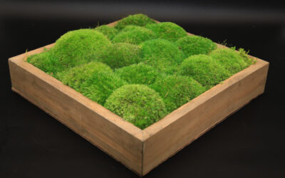 Moss Wall Art 14″, 12×24″ & 24″