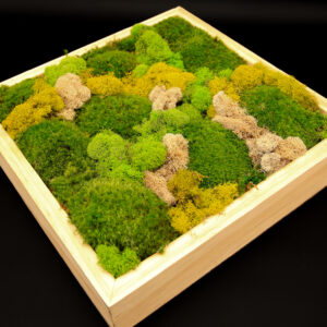 Preserved Mood & Deer Moss Art