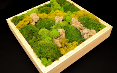 Preserved Mood & Deer Moss Art